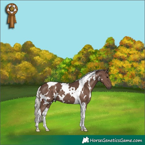 Horse Color:White Spotted Silver Black Tobiano