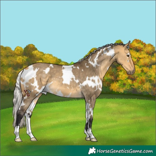 Horse Color:White Spotted Silver Buckskin Dun 