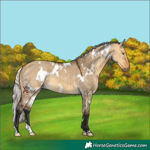 Horse Color:White Spotted Silver Buckskin Dun 