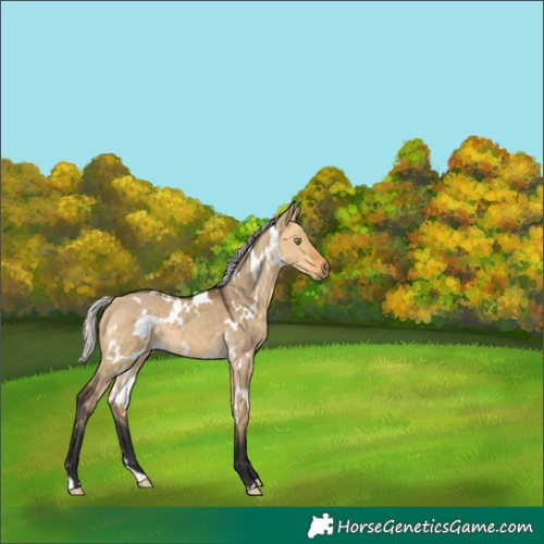 Horse Color:White Spotted Silver Buckskin Dun 