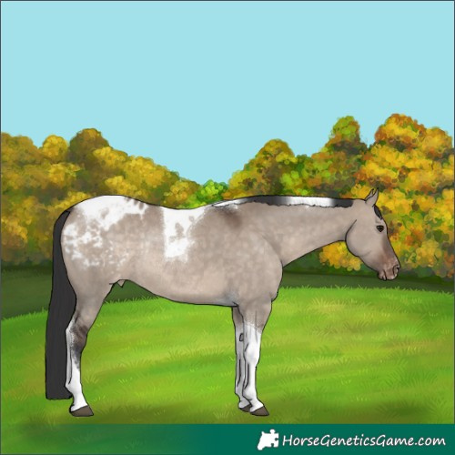 Horse Color:Brown Dun Tobiano Appaloosa Rabicano