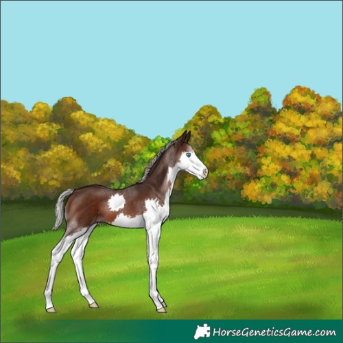 Horse Color:Silver Brown Splash 