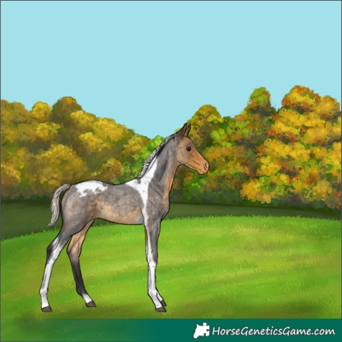Horse Color:Silver Buckskin Roan Tobiano Appaloosa 
