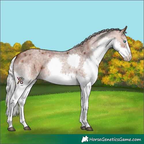 Horse Color:Silver Brown Roan Splash