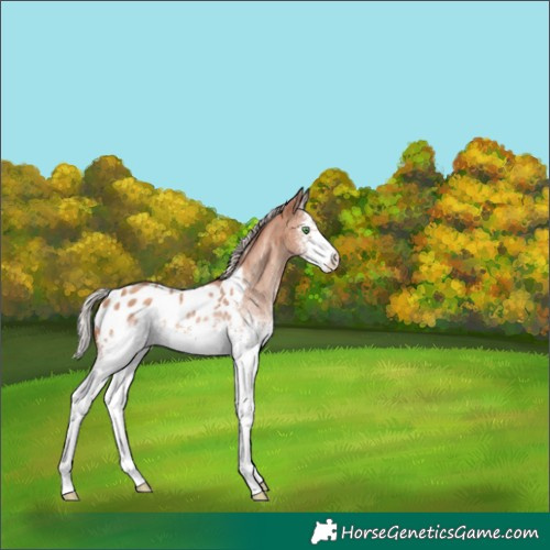 Horse Color:White Spotted Silver Classic Champagne Appaloosa 