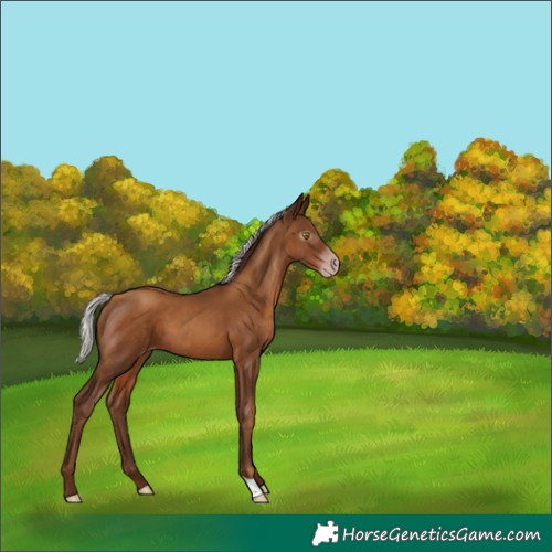 Horse Color:Gray Silver Classic Champagne 