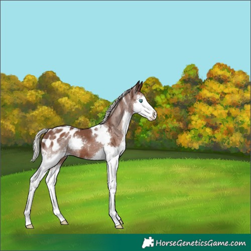 Horse Color:Silver Black Splash Tobiano Appaloosa 