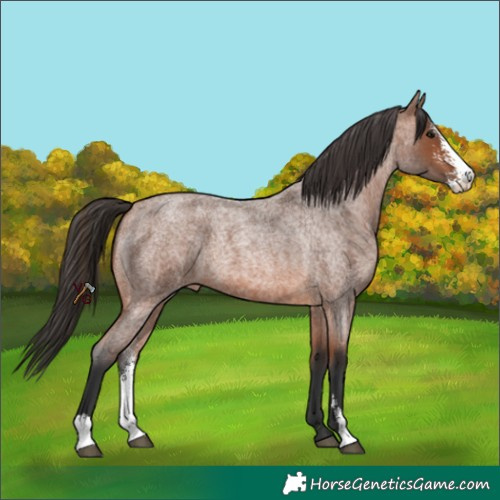 Horse Color:Bay Roan Sabino 