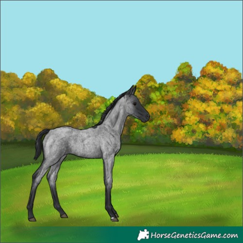 Horse Color:Blue Roan 
