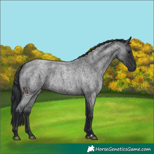 Horse Color:Blue Roan