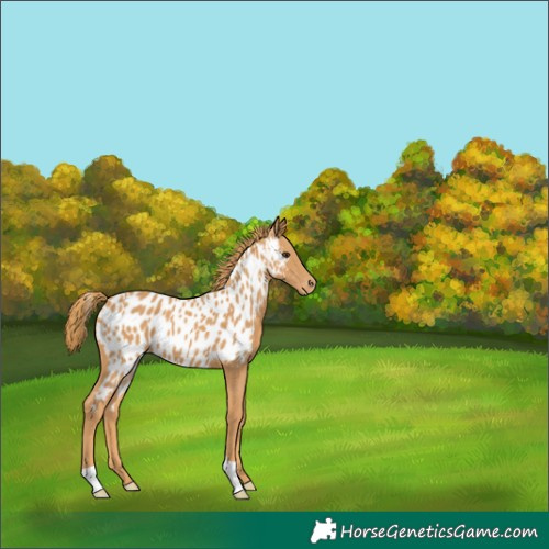 Horse Color:Chestnut Appaloosa 