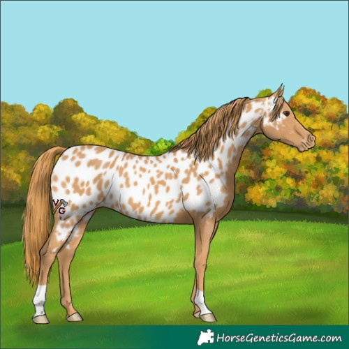 Horse Color:Chestnut Appaloosa
