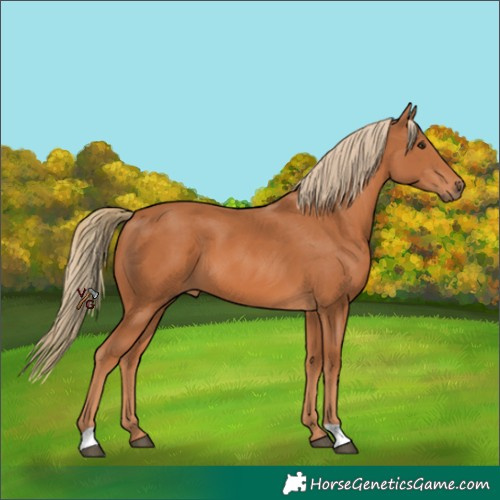 Horse Color:Chestnut 