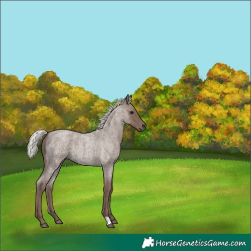 Horse Color:Silver Blue Roan