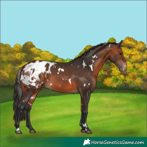 Horse Color:White Spotted Bay Appaloosa 