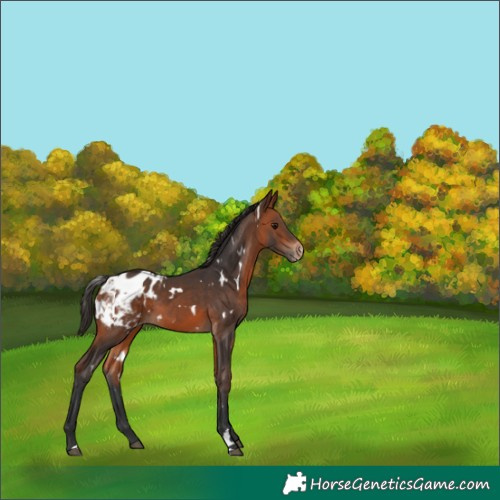Horse Color:White Spotted Bay Appaloosa 