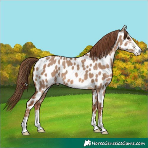 Horse Color:Red Dun Sabino Appaloosa 