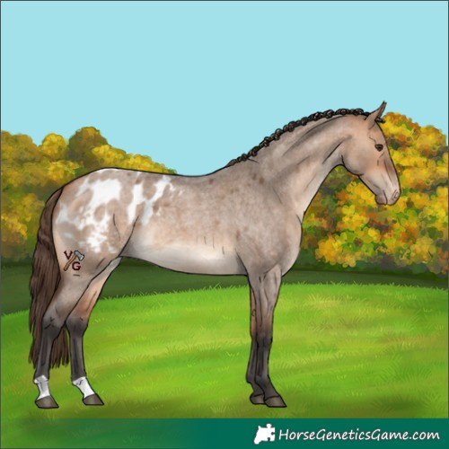 Horse Color:Bay Roan Dun Appaloosa 
