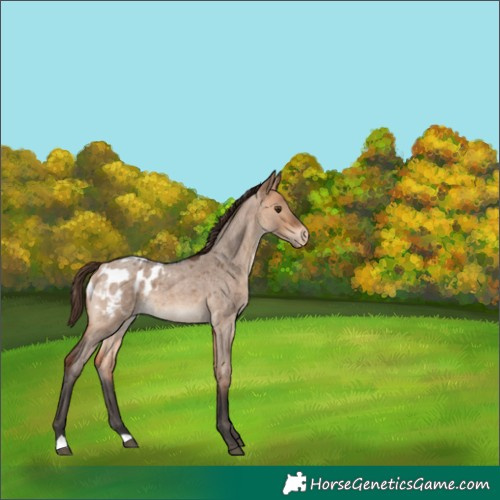 Horse Color:Bay Roan Dun Appaloosa 