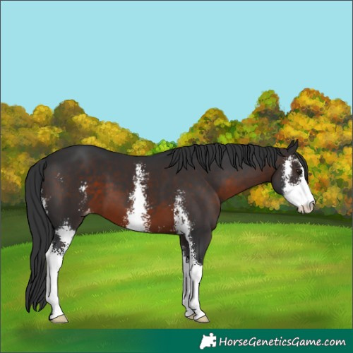 Horse Color:Unknown 
