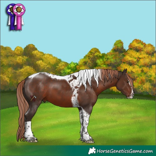 Horse Color:Liver Chestnut Splash Tobiano Rabicano