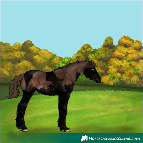 Horse Color:Void Liver Chestnut Splash Tobiano 