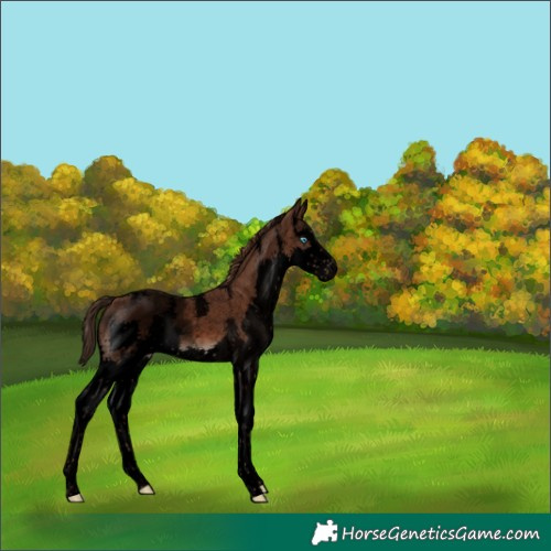 Horse Color:Void Liver Chestnut Sabino Splash 