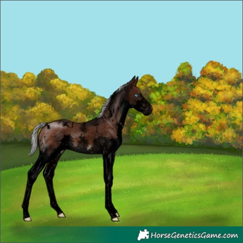 Horse Color:Void White Spotted Silver Brown Sabino Splash Appaloosa