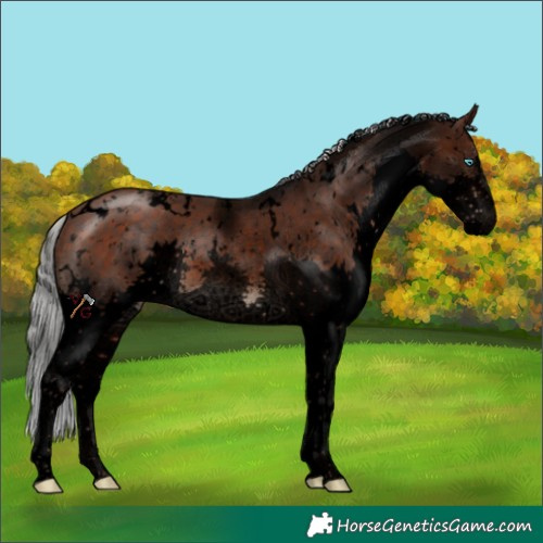 Horse Color:Void White Spotted Silver Brown Sabino Splash Appaloosa