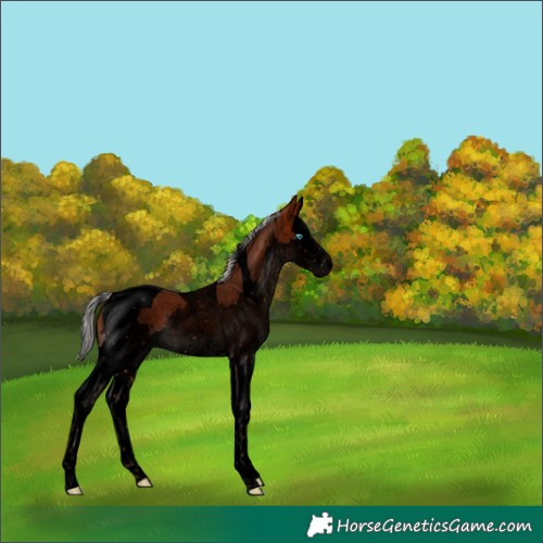 Horse Color:Void Silver Bay Sabino Splash Tobiano 