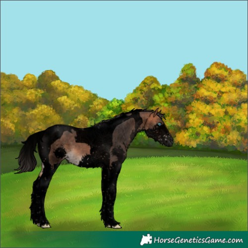 Horse Color:Void Bay Splash Tobiano 