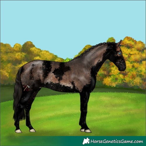 Horse Color:Void Bay Sabino Splash 