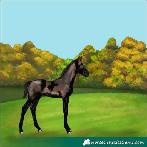 Horse Color:Void Bay Sabino Splash