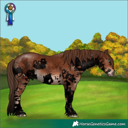 Horse Color:Void Liver Chestnut Sabino Splash 
