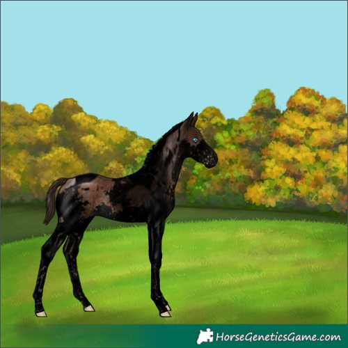 Horse Color:Void White Spotted Liver Chestnut Splash Tobiano 