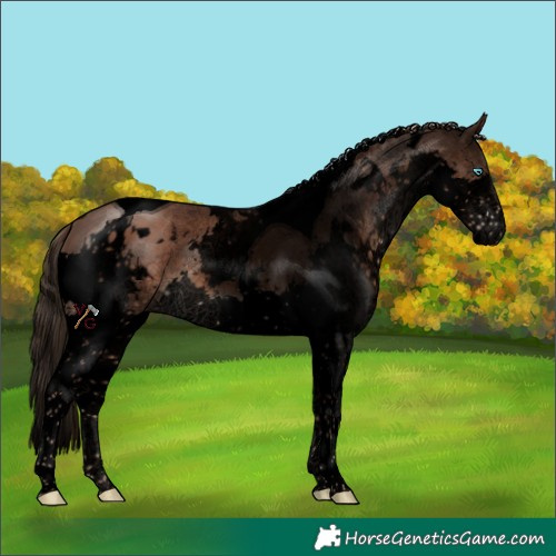 Horse Color:Void White Spotted Liver Chestnut Splash Tobiano