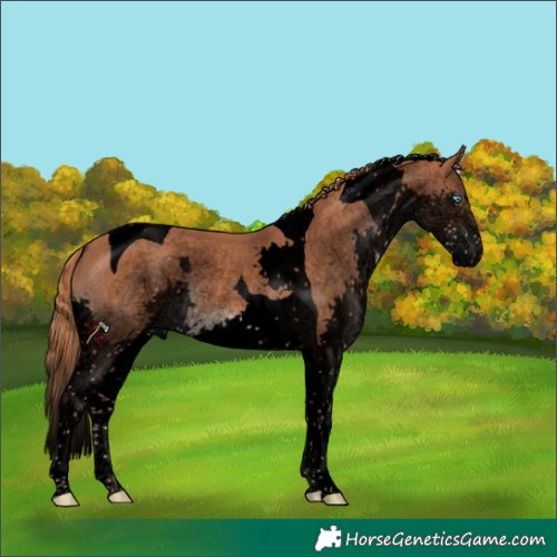 Horse Color:Void Chestnut Splash Tobiano Rabicano