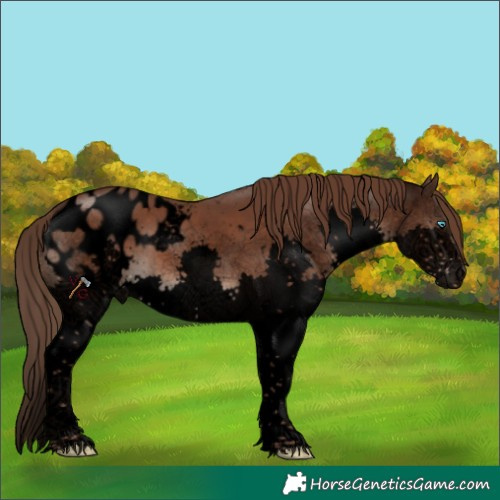 Horse Color:Void Liver Chestnut Sabino Splash Appaloosa