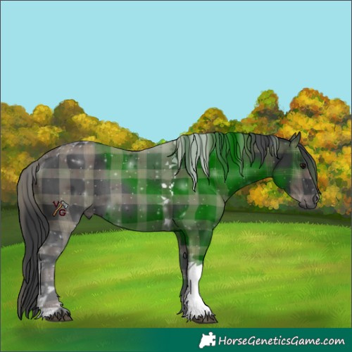 Horse Color:Plaid  Black Tobiano 