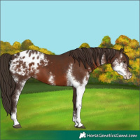 Horse Color:Liver Chestnut Sabino Blanket 