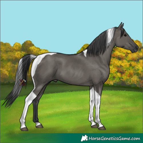 Horse Color:Grullo Tobiano 