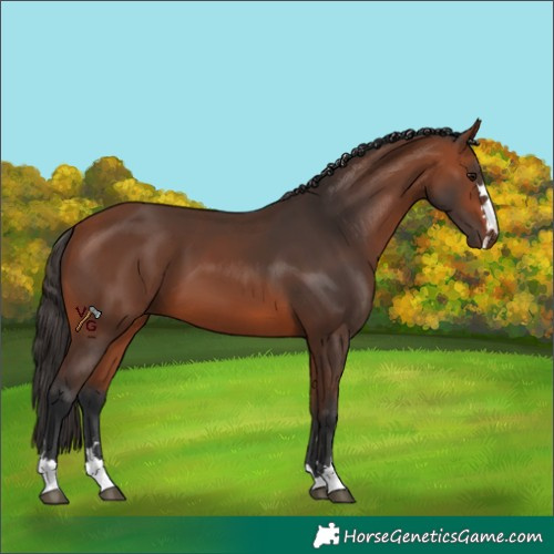 Horse Color:Bay 
