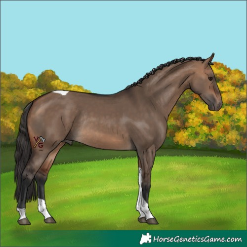 Horse Color:Bay Dun Tobiano Rabicano