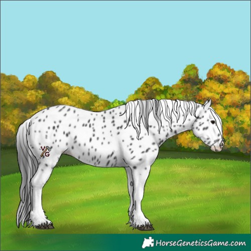 Horse Color:Black Tobiano Skewed Appaloosa 