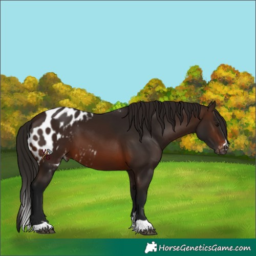 Horse Color:Gray Bay Skewed Appaloosa 