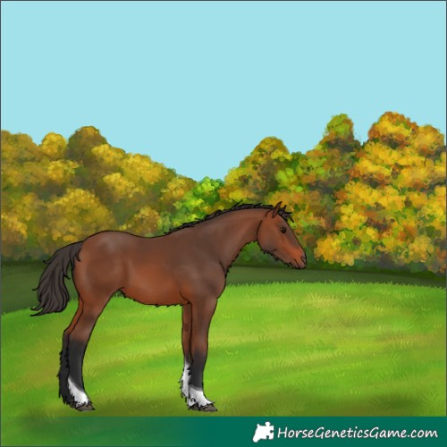 Horse Color:Bay Tobiano 