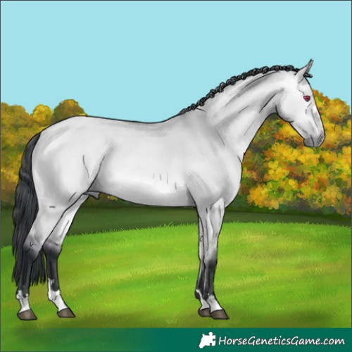 Horse Color:Bay Chinchilla Dun
