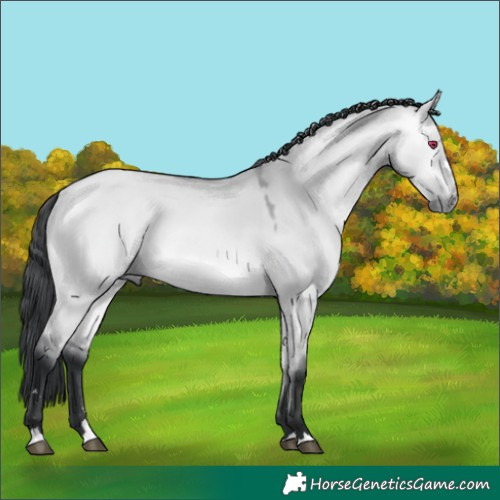 Horse Color:Bay Chinchilla Dun
