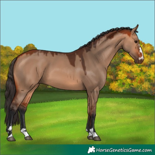Horse Color:Bay Dun