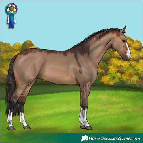 Horse Color:Bay Dun 